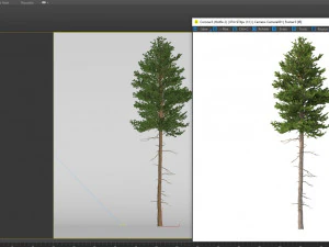 picea abies n&ordm; 3 Modelo 3D