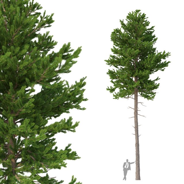 picea abies no 4 3D Model .c4d .max .obj .3ds .fbx .stl .blend