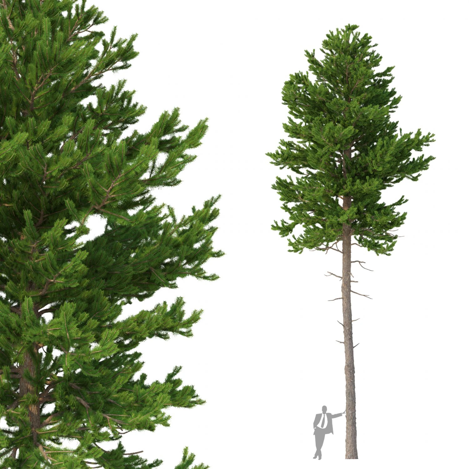 picea abies no 4 3D Model .c4d .max .obj .3ds .fbx .stl .blend