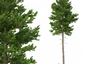 picea abies no 4 Model 3D