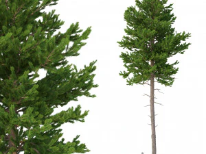 Picea abies n&deg;4 Modèle 3D