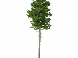 picea abies no 4 3D Model