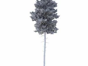 picea abies no 4 3D Model