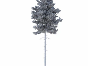 picea abies no 4 3D Model