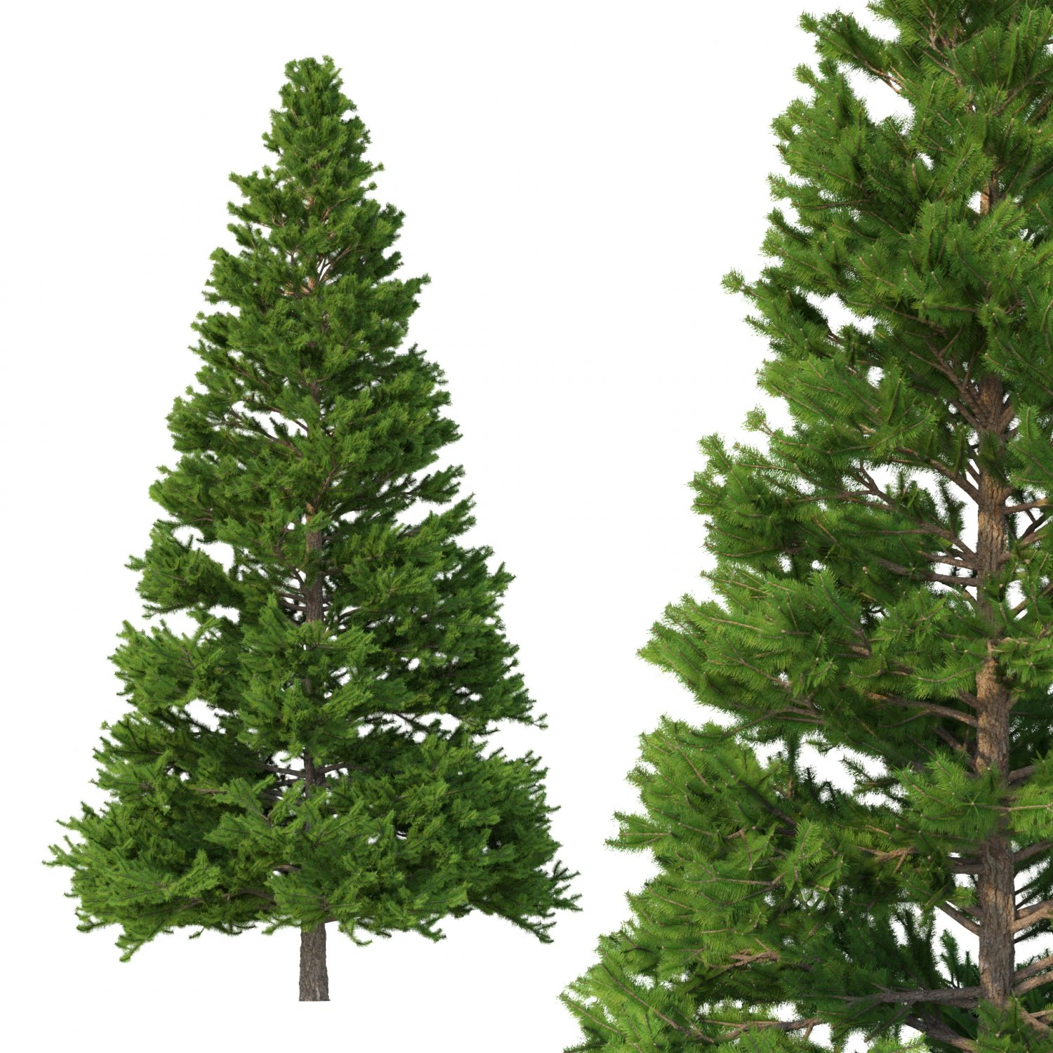 picea abies no 5 3D Model .c4d .max .obj .3ds .fbx .stl .blend