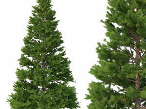 picea abies no 5 3D 모델
