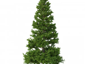 picea abies no 5 3D Model