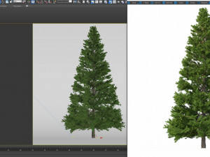 picea abies no 5 Modelo 3D
