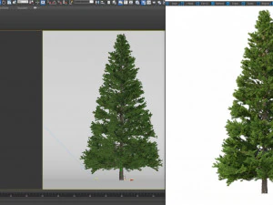 picea abies no 5 3D Model