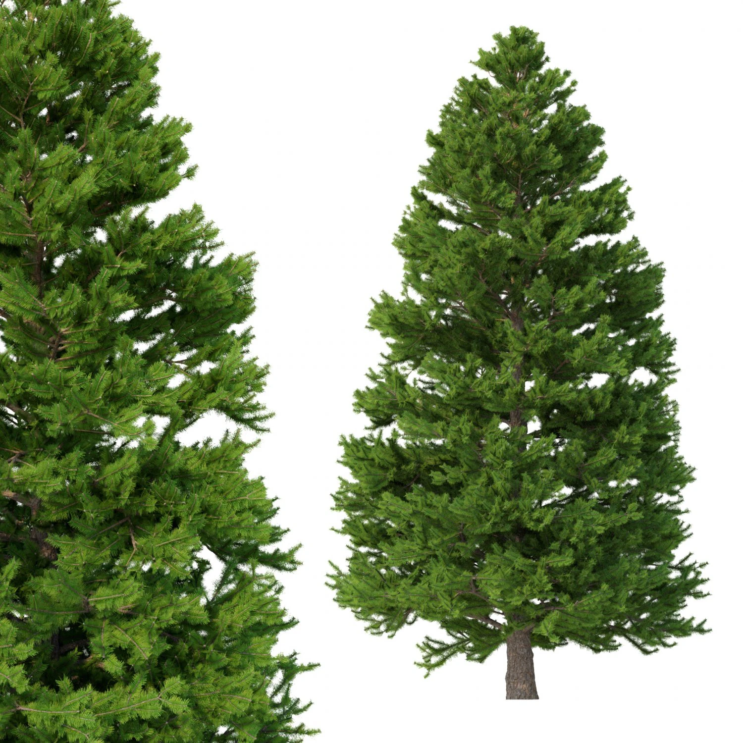 picea abies n&ordm; 6 Modelo 3D .c4d .max .obj .3ds .fbx .stl .blend 