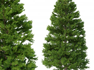 ピセアアビス No 6 3Dモデル