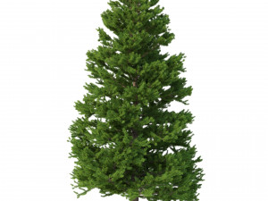 picea abies no 6 Model 3D