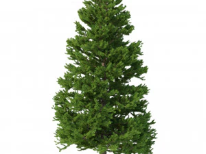 picea abies n&ordm; 6 Modelo 3D