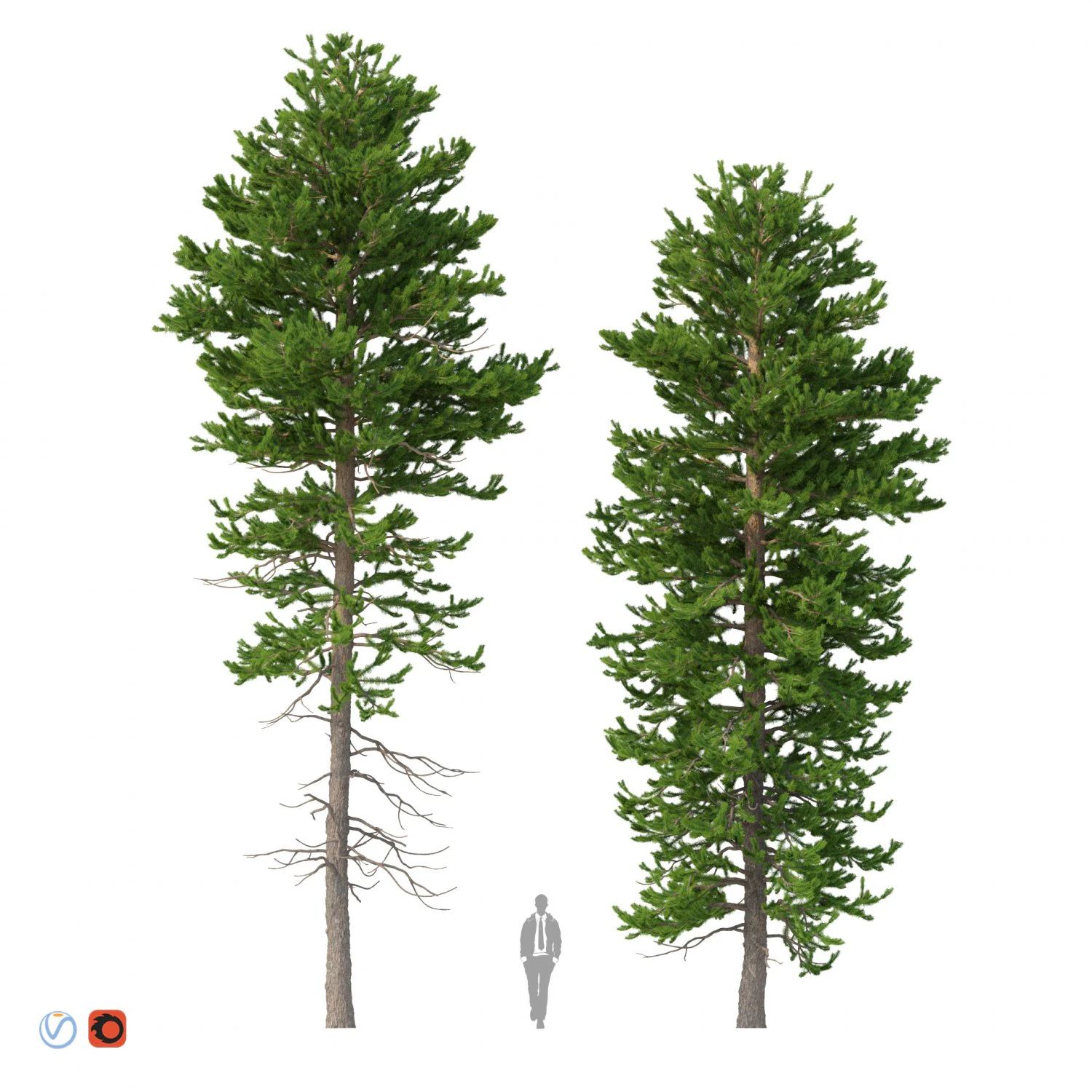 picea abies conjunto 1 - 2 em 1 Modelo 3D .c4d .max .obj .3ds .fbx .stl .blend 
