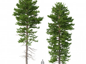 picea abies set 1 - 2 in 1 3D Model