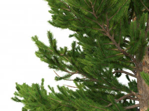 picea abies conjunto 1 - 2 em 1 Modelo 3D