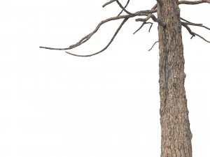 picea abies conjunto 1 - 2 em 1 Modelo 3D
