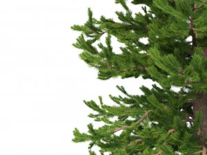 picea abies conjunto 1 - 2 em 1 Modelo 3D