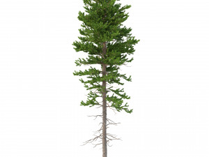 picea abies set 1 - 2 in 1 Model 3D