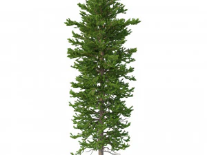 picea abies conjunto 1 - 2 em 1 Modelo 3D