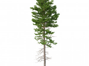 picea abies set 1 - 2 in 1 Model 3D