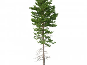 picea abies conjunto 1 - 2 em 1 Modelo 3D