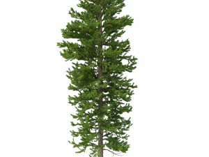 picea abies conjunto 1 - 2 em 1 Modelo 3D