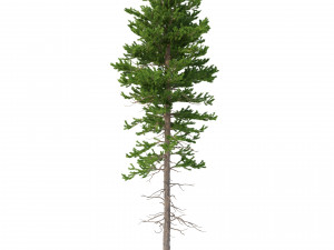picea abies set 1 - 2 in 1 Model 3D
