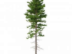 picea abies conjunto 1 - 2 em 1 Modelo 3D
