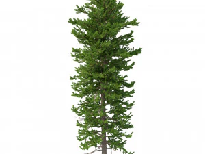 picea abies conjunto 1 - 2 em 1 Modelo 3D