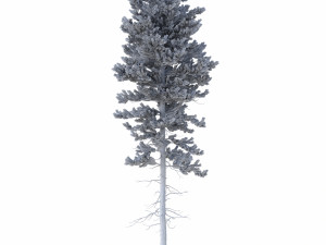 picea abies set 1 - 2 in 1 Model 3D