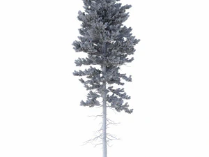 picea abies conjunto 1 - 2 em 1 Modelo 3D