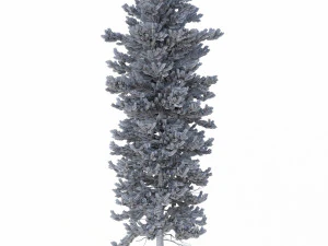 picea abies conjunto 1 - 2 em 1 Modelo 3D
