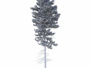 picea abies conjunto 1 - 2 em 1 Modelo 3D