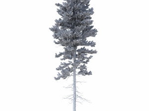 picea abies set 1 - 2 in 1 Model 3D