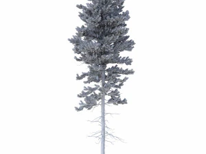 picea abies conjunto 1 - 2 em 1 Modelo 3D