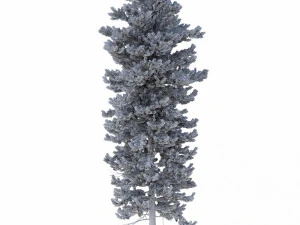 picea abies conjunto 1 - 2 em 1 Modelo 3D