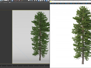 picea abies set 1 - 2 in 1 Model 3D