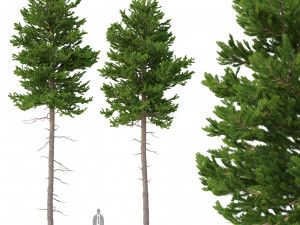 picea abies set 2 - 2 in 1 3D Model