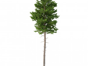 picea abies set 2 - 2 in 1 Modelo 3D