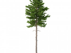 picea abies set 2 - 2 in 1 Modelo 3D