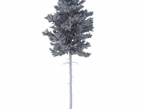 picea abies set 2 - 2 in 1 Modelo 3D