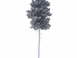 picea abies set 2 - 2 in 1 Modelo 3D