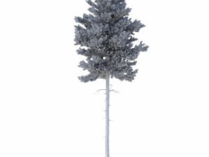 picea abies set 2 - 2 in 1 Modelo 3D