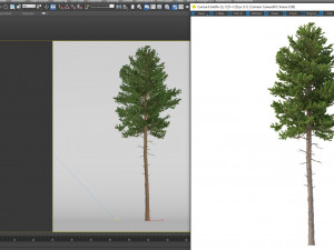 picea abies set 2 - 2 in 1 Modelo 3D
