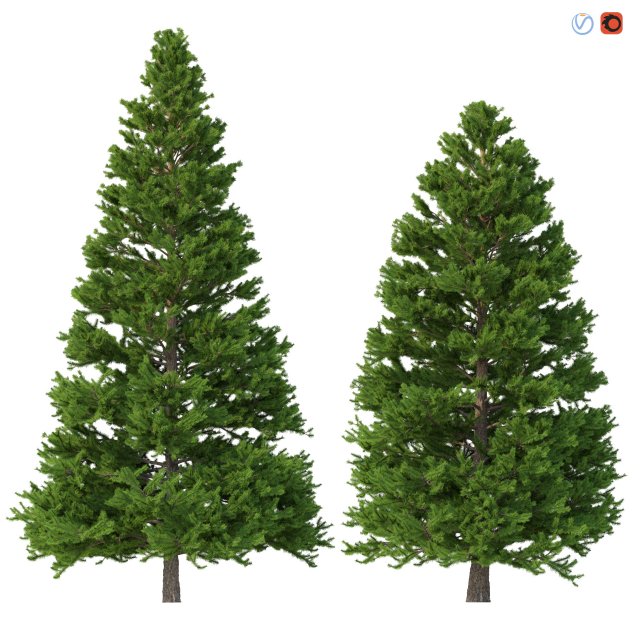 picea abies set 3 - 2 in 1 Model 3D .c4d .max .obj .3ds .fbx .stl .blend 