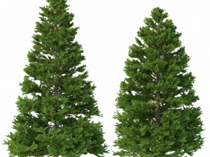 picea 아비 세트 3 - 2 in 1 3D 모델