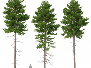picea abies set 4 - 3 in 1 3D 모델
