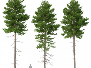 picea abies conjunto 4 - 3 em 1 Modelo 3D