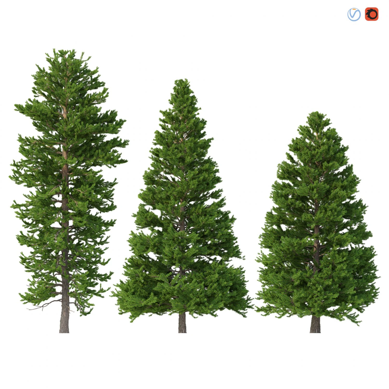 picea abies set 5 - 3 in 1 3D Model .c4d .max .obj .3ds .fbx .stl .blend 